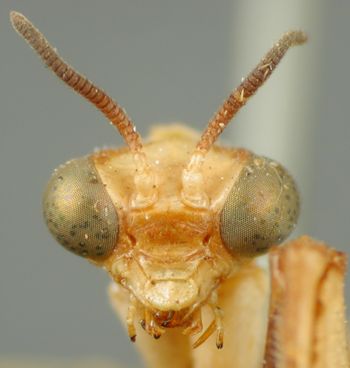 Media type: image; Entomology 10419   Aspect: head frontal view
